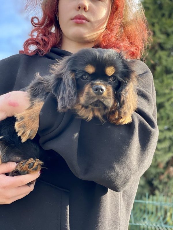 Madison Cavalier King Charles Spaniel