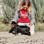 Madison-male-Cavalier-King-Charles-Spaniel-puppy-for-sale-3