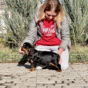Madison Cavalier King Charles Spaniel