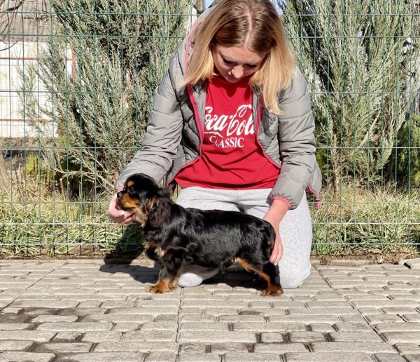 Madison Cavalier King Charles Spaniel