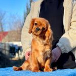 Dalton Cavalier King Charles Spaniel