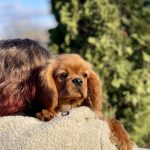 Madrid-male-Cavalier-King-Charles-Spaniel-puppy-for-sale-2
