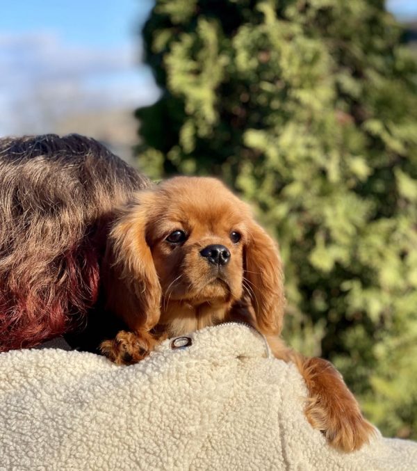 Madrid Cavalier King Charles Spaniel