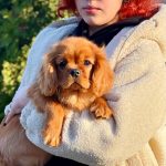 Madrid-male-Cavalier-King-Charles-Spaniel-puppy-for-sale-3