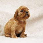 Majesty-female-King-Charles-spaniel-puppy-for-sale-1
