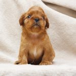 Majesty-female-King-Charles-spaniel-puppy-for-sale-2