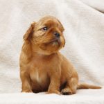 Majesty-female-King-Charles-spaniel-puppy-for-sale-3