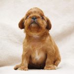 Majesty-female-King-Charles-spaniel-puppy-for-sale-4