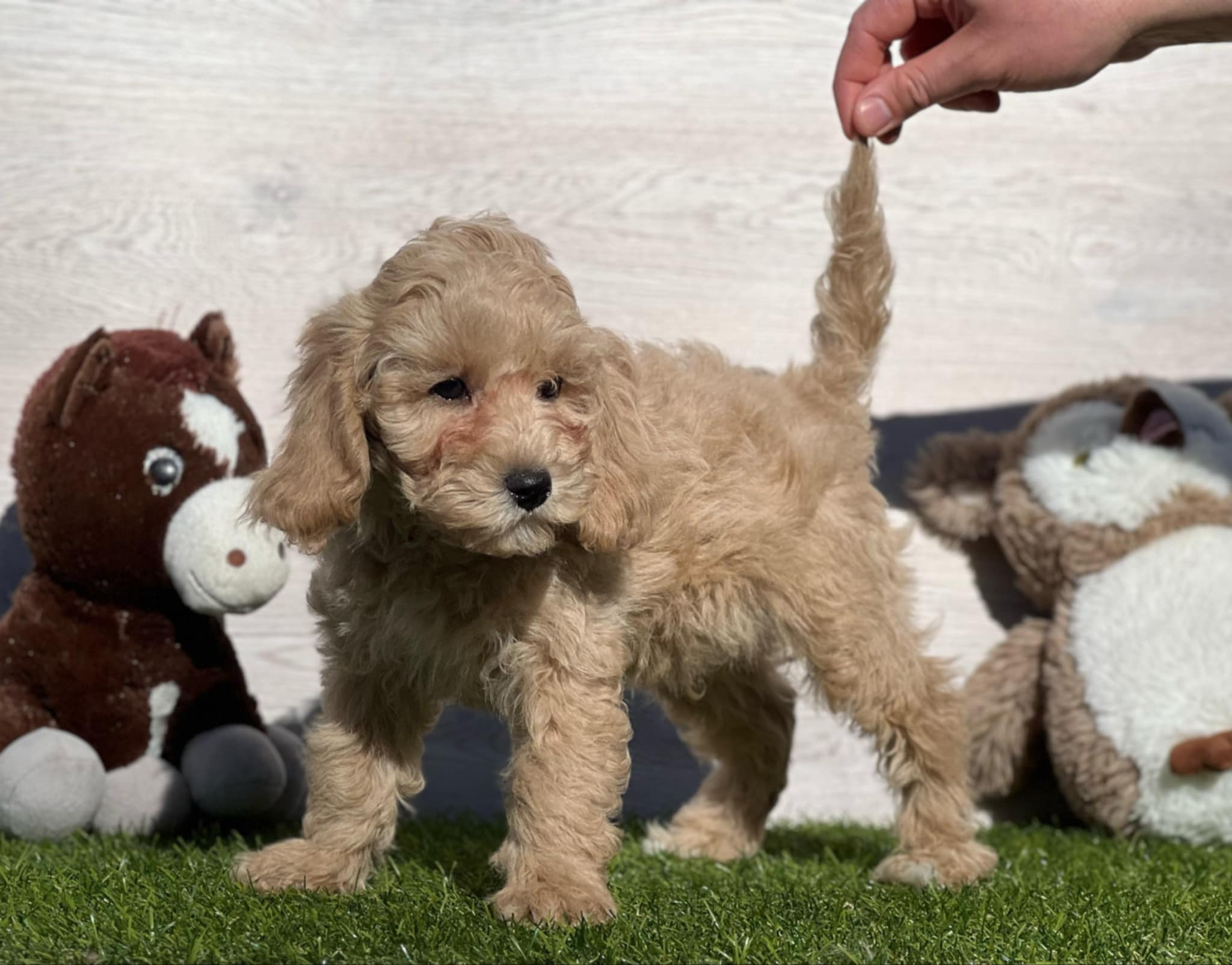 Zwarte Cavapoo Volgroeid Cavapoo Dogs And Puppies For Sale
