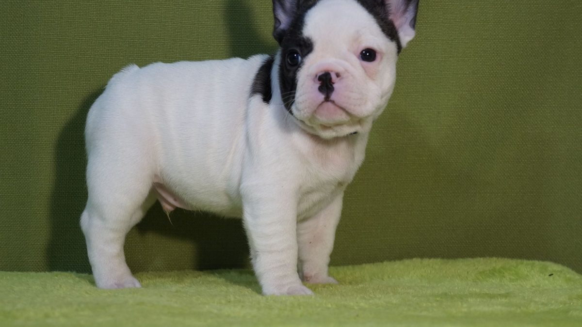 Bulldog Puppies French Bulldog Village Rescue Adopt A Dog French