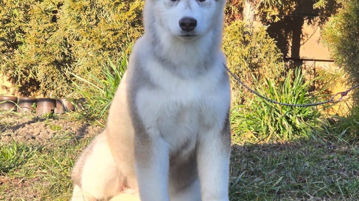 Norwegian Elkhound Alaskan Malamute Norwegian Malamute Husky