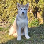 Mia Alaskan Malamute