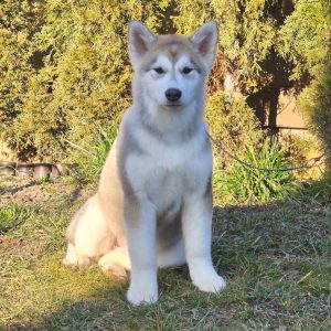 Mayka