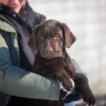 Melissa-female-labrador-retriver-puppy-for-sale-1 (1)
