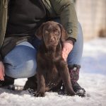 Melissa-female-labrador-retriver-puppy-for-sale-1 (2)