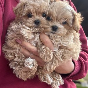 Mella Maltipoo