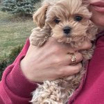 Mili Maltipoo