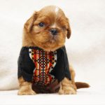 Madison Cavalier King Charles Spaniel
