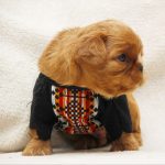 Mellifluous-male-King-Charles-spaniel-puppy-for-sale-2