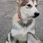 Mia-female-alaskan-malamute-puppy-for-sale-1