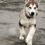 Mia-female-alaskan-malamute-puppy-for-sale-1