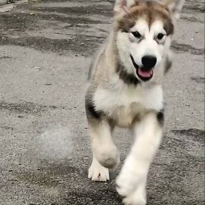 Mia Alaskan Malamute