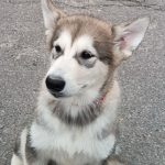 Mia-female-alaskan-malamute-puppy-for-sale-2