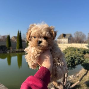 Mili Maltipoo