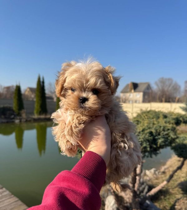 Mili Maltipoo