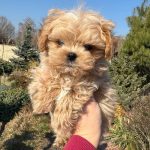 Mili-female-maltipoo-puppy-for-sale-1 (2)