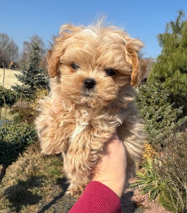 Mili Maltipoo