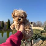 Mili-female-maltipoo-puppy-for-sale-1 (3)