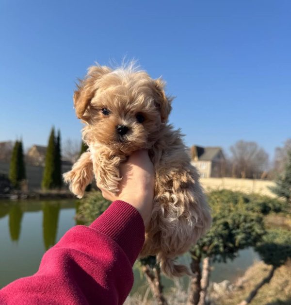 Mili Maltipoo