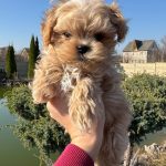 Mili-female-maltipoo-puppy-for-sale-1 (4)