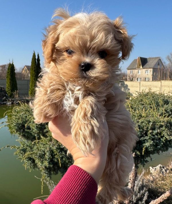 Mili Maltipoo