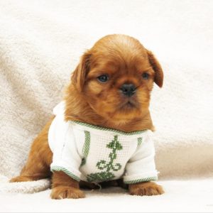 Miracle Cavalier King Charles Spaniel