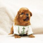 Mellifluous Cavalier King Charles Spaniel
