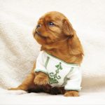 Miracle-male-King-Charles-spaniel-puppy-for-sale-4