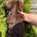 Moxie-female-Yorkshire-Terrier-puppy-for-sale-2