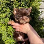 Moxie-female-Yorkshire-Terrier-puppy-for-sale-3