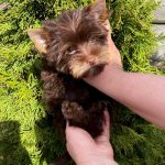 Moxie-female-Yorkshire-Terrier-puppy-for-sale-4