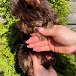 Moxie-female-Yorkshire-Terrier-puppy-for-sale-5