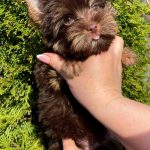 Moxie-female-Yorkshire-Terrier-puppy-for-sale-6