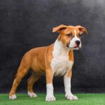 Noelle American Staffordshire Terrier