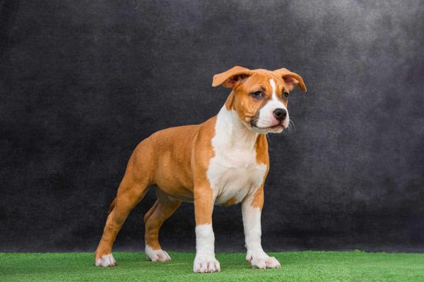 Naomi American Staffordshire Terrier