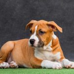 Naomi-female-American-Staffordshire-Terrier-puppy-for-sale-2