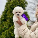 New Delhi-female-Bichon-Frise-puppy-for-sale-1
