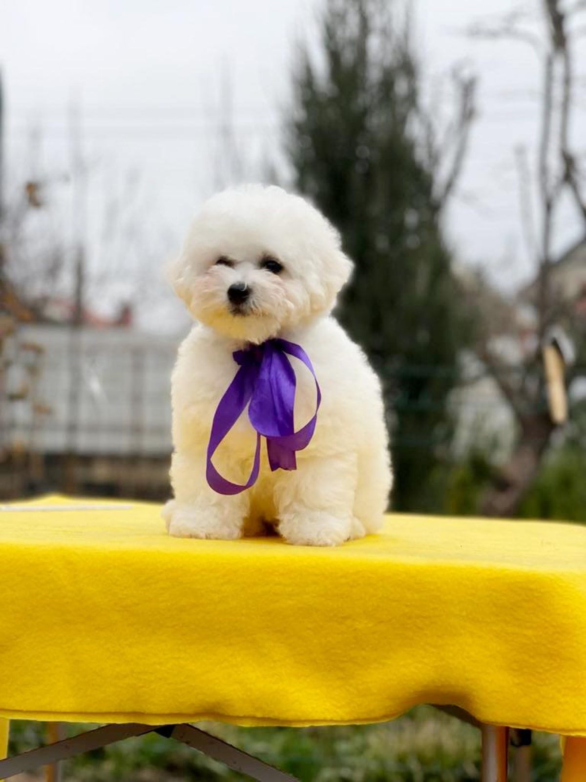 Boxer Toy Poodle Mix 29+ Thousand Breed Boxer Royalty-Free Images - Main Image