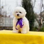 Fox Bichon Frise
