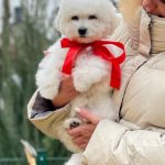 Brooklyn Bichon Frise